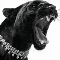 bear__41