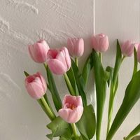 b_tulip