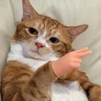 yknkntrghn