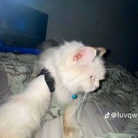 nigthwing11