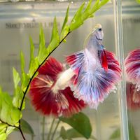 fishmomdiary