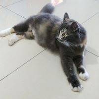 original sound - Shan Roosevelt