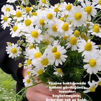 orijinal ses