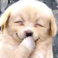 原聲 - 萌寵小奶狗