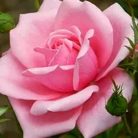 original sound - sindrelas7