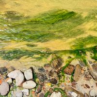 sonido original