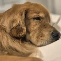 original sound - zezegoldenretriever