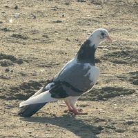 sabuncu_quslari038