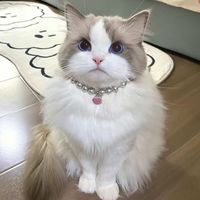 miwbussaya
