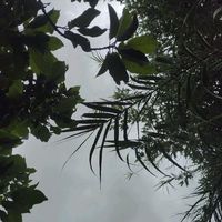 isabela.7780