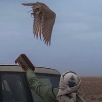 الصوت الأصلي