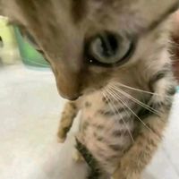 _odayconhungnoibun