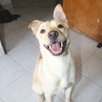 rescatando.peluditos