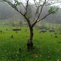 original sound - Katak pisang