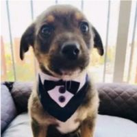 Segue o dono do audio