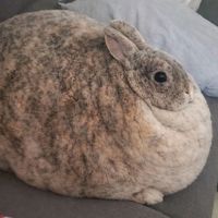 original sound - L_O_S_T