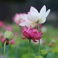 សំឡេងដើម - Sok Bunna