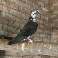 _kontar_baza8
