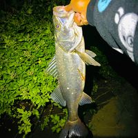 yuusuke7045