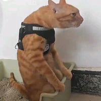 suara asli - - M For Mayz