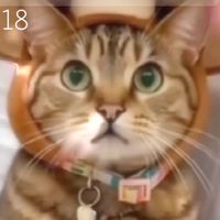 オリジナル楽曲 - ちいちゃん🐱
