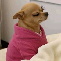 original sound - haula