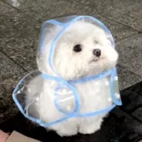 original sound - syukipi10