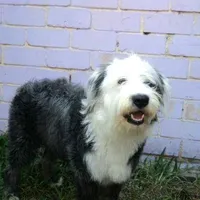 original sound - massalsaquepescao