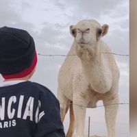 الصوت الأصلي