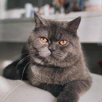 carbonza