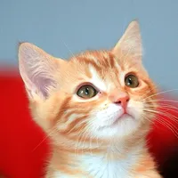 original sound - user1104581463452