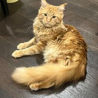 nhạc nền - kem.mochii08