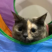 original sound - bow558