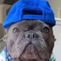 Daaam son