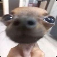 chocobil5