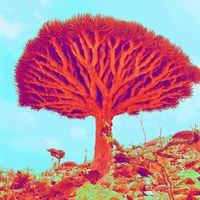 theredtree.1717
