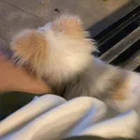 original sound - bong.xinhiuu