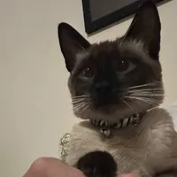 original sound - thetawfeeq1