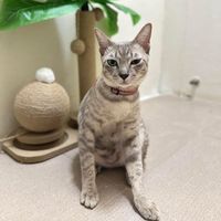 2cat_deal
