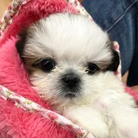 moca__mocadog