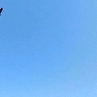 ANAアナウンス 音源 地球人のチキン