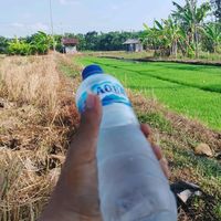 suara asli - PONOROGO NYELL