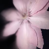 ycynae