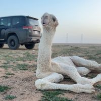 الصوت الأصلي