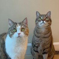 joeandthejood