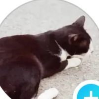เสียงต้นฉบับ - 🦖🧂Black cat_T🧂🦖
