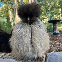 a.girl.and.her.chickens