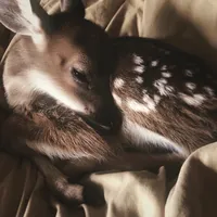 original sound - plutossongs