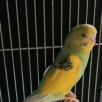 オリジナル楽曲 - インコ🦜
