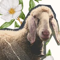 bao_colombia